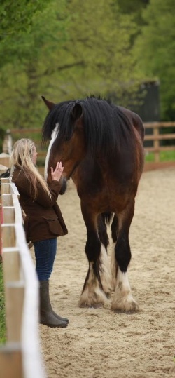 Richmond Park, London, where tranquil equine coaching and equine assisted therapy takes place with Hush Farms and Operation Centaur's horses using EAGALA qualified practitioners